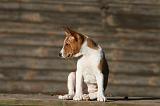 BASENJI 189